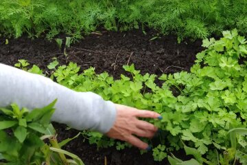 петрушка кріп