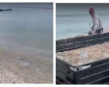 На популярном украинском курорте медуз вывозят прицепами, видео: "Расчищают пляж"