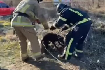 Три дні просиділа в канаві: на відео показали порятунок собаки на Різдво