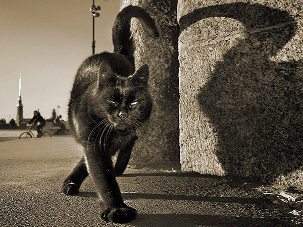 пятница, 13-е, черная кошка