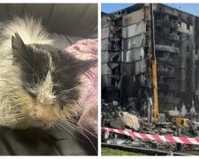 Стал символом несокрушимости украинцев: кот чудом выжил под завалами в Бородянке
