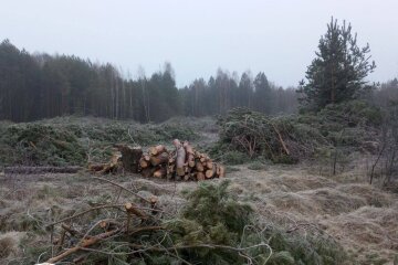 незаконная вырубка, Госэкоинспекция