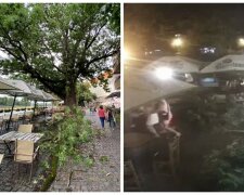 На посетителей кафе упала гигантская ветка, не все смогли убежать: видео ЧП в Ужгороде