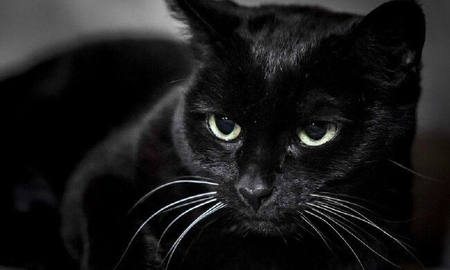 чорний кіт