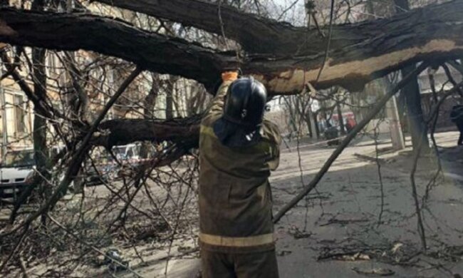 В Одесі повалене дерево перетворило автомобілі в купу металу: кадри НП
