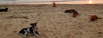 Бродячие собаки покусали ребенка под Одессой: "держат в страхе весь пляж", кадры