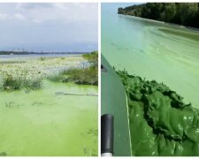Катастрофа на Киевском море, вода превратилась в зеленую жижу: видео происходящего