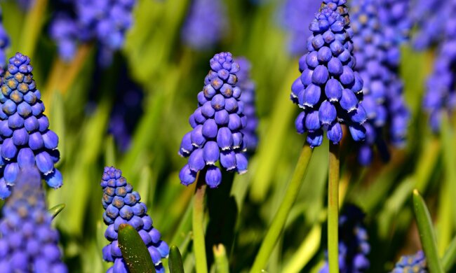 погода, лето, цветы