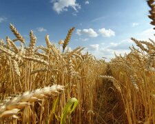 урожай пшеница
