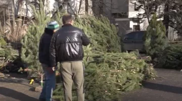 В Днепре появились новогодние елки: где и почем можно будет купить зеленую красавицу