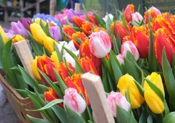 Подорожчання квітів в Одесі, 8 березня