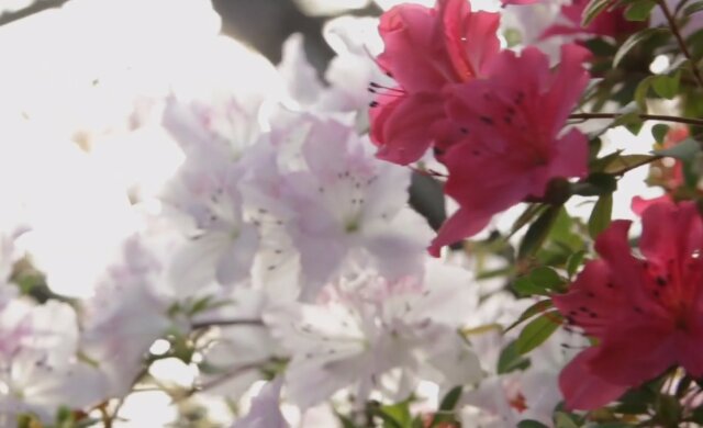 В ботсаду Кривого Рога распустились редкие цветы: кадры невероятного природного явления
