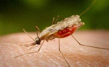 малярия