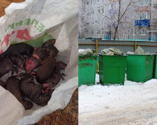 Новонароджених цуценят викинули в сміттєвий бак в Дніпрі: "сподіваюся, малюки виживуть»