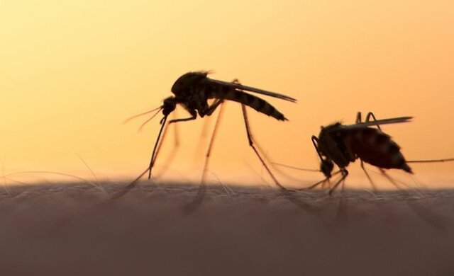 З’явився несподіваний засіб для боротьби з комарами