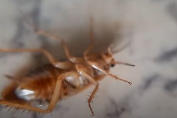 Як позбутися тарганів: рекомендації, які стануть у нагоді