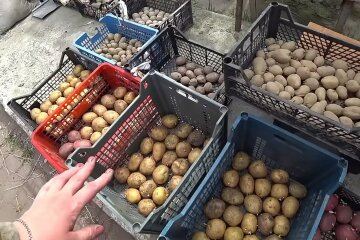 Як виростити картоплю без жука