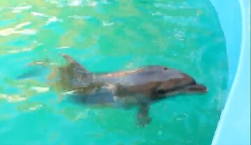 Малыш родился в одесском дельфинарии, видео облетело сеть: "Какой красавец"