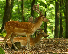охота в лесах, сезон тишины, лес, животные, запрет на охоту