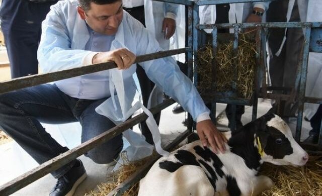 Гройсман с коровой