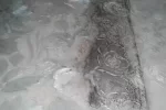 плесень