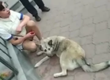 У Дніпрі серед білого дня побили дівчину і вкрали у неї собаку: кадри і подробиці з місця