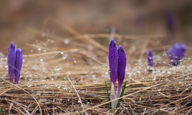 Погода в Украине 12 апреля