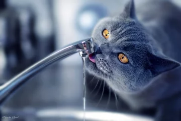 Cats_Water_Glance_Tap_438454