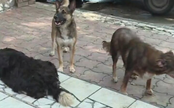 Стая бездомных собак перепугала пол района Днепра: "нападают только на..."