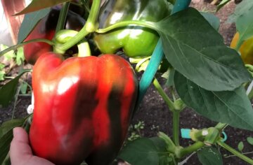 Як правильно посіяти та отримати небувалий урожай перцю: секрети досвідчених городників