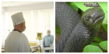 Лікарі не встигли допомогти: у маленької українки розвинулася гангрена через укус змії