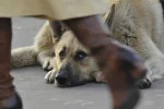 собака