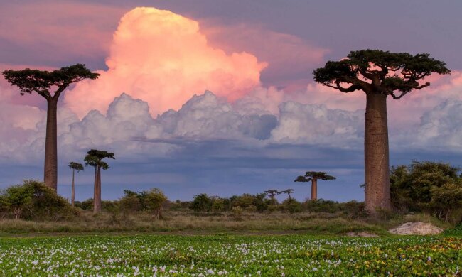 мадагаскар