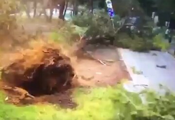 Ураган у Москві виривав дерева з корінням та зносив дахи: на Українському бульварі не обійшлося без жертви
