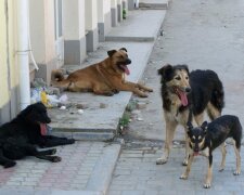 Плани та реальність: чому київський притулок не врятує бездомних тварин