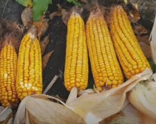 "Она золотая?": одесситов поразила цена на молодую кукурузу