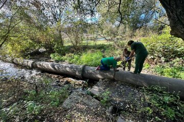 "Такі дії є прямим порушенням":  Держекоінспекція відповіла на пояснення лісників щодо сумнівної вирубки дерев