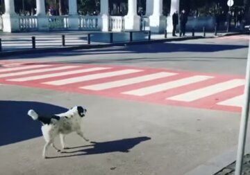Бездомный пес стал звездой интернета, видео: каждый день переводит детей через дорогу