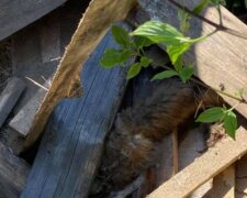 Діти заради забави забили лисицю, але цього їм було замало: перші деталі НП на Львівщині