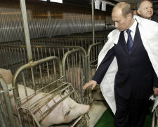 Путин и свинья