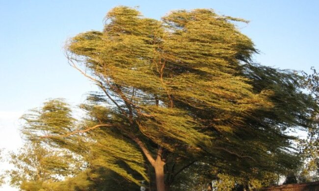 ветер-дерево