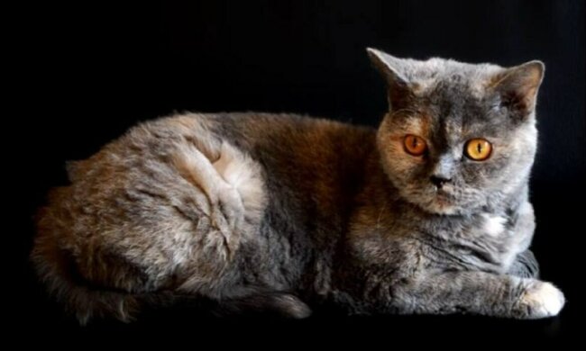 кот