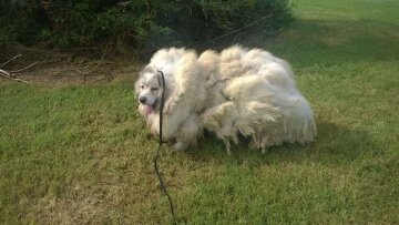 Занехаяному псу зістригли 15 кілограмів шерсті (фото, відео)