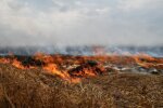 Потеряно 40% урожая: аграрии рассказали о печальной ситуации в одной только Николевской области