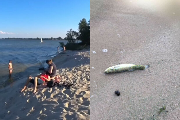 Екологічна катастрофа накрила Київське водосховище, весь берег усипаний мертвими судаками: кадри