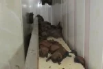 Дикие твари заселились в харьковском ВУЗе, кадры: "После утоления жажды они..."