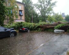 У Києві лютує негода: повалило дерева і затопило вулиці, кадри