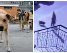 Зграя бездомних собак напала на маленьку дитину: кадри з камер спостереження в Одесі