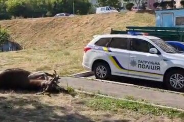У Києві авто збило рогатого красеня з лісу, відео НП: "гуляв по Видубичах"