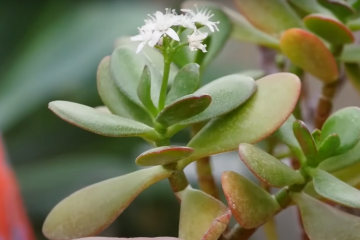 денежное дерево